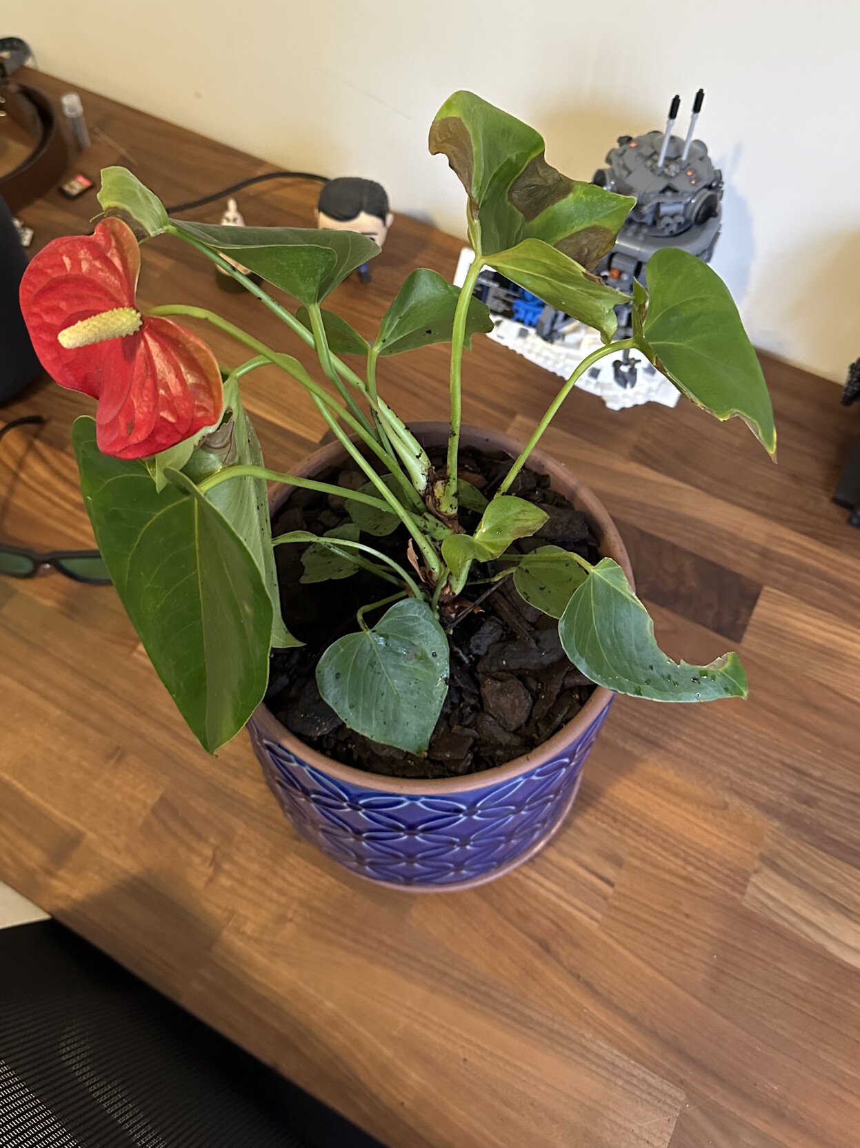 Hayden :prointjpray: (@hayden@procursus.social) - Procursus Mastodon